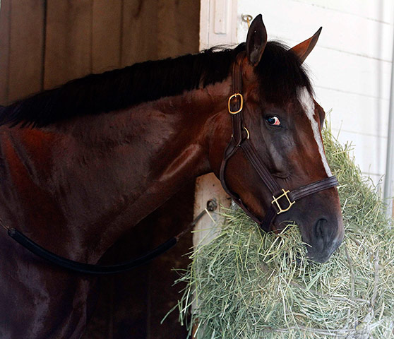 Kentucky Derby: Kentucky Derby hopeful Gemologist eats hay in his stall