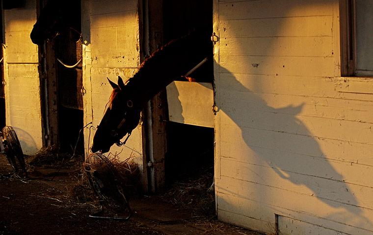 Kentucky Derby: A horse is seen in it's stable 