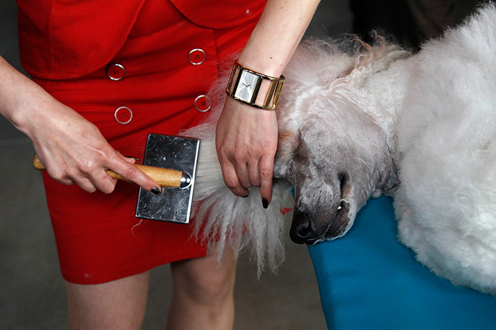Supermoon: A woman prepares her dog for a dog exhibition in Prague