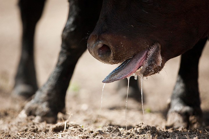 Supermoon: A Herens cow sticks its tongue out during the Mont-Blanc region fights