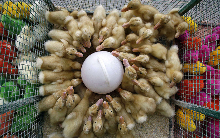 Supermoon:  Ducklings gather round a water dispenser inside their cage