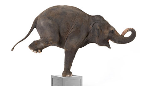 Elephant performing trick on box