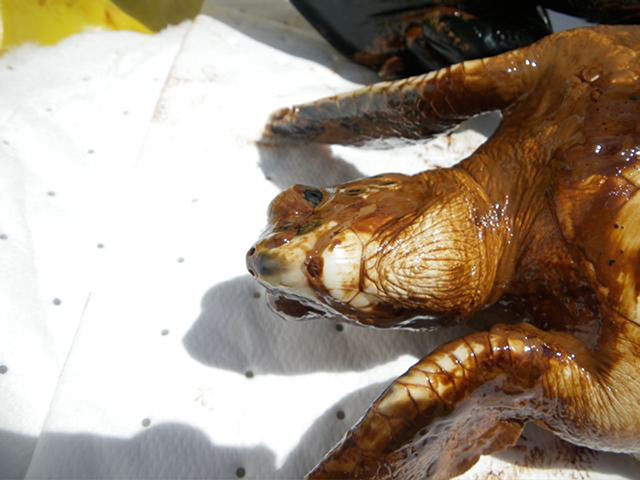 BP Deepwater oilspill: Critically endangered Kemp’s Ridley sea turtle covered of oil