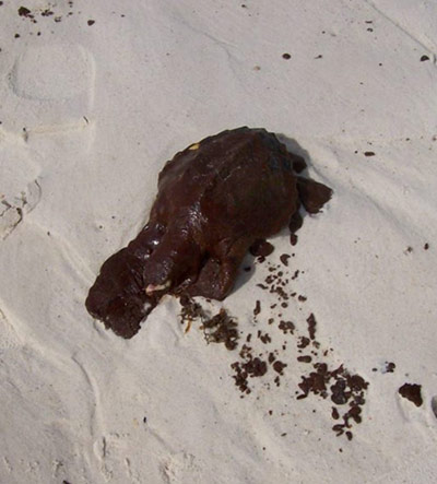 BP Deepwater oilspill: Critically endangered Kemp’s Ridley sea turtle covered of oil