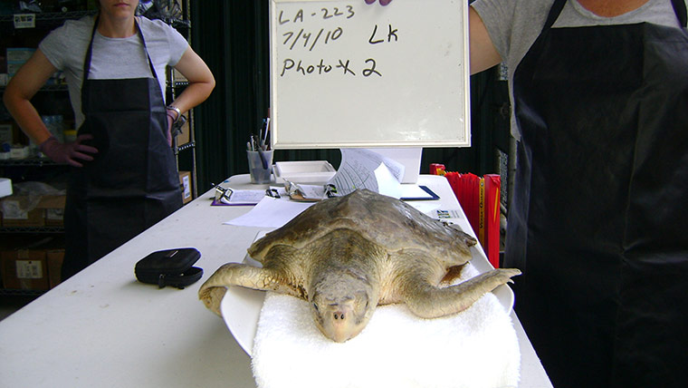 BP Deepwater oilspill: Critically endangered Kemp’s Ridley sea turtle 