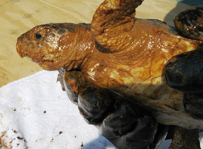 BP Deepwater oilspill: Critically endangered Kemp’s Ridley sea turtle covered of oil