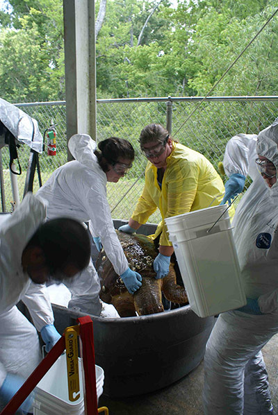 BP Deepwater oilspill: Critically endangered Kemp’s Ridley sea turtle