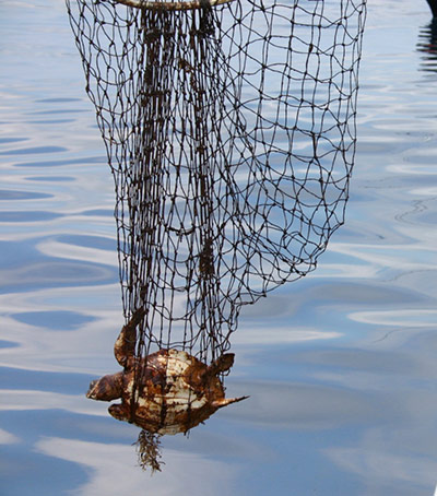 BP Deepwater oilspill: Critically endangered Kemp’s Ridley sea turtle covered of oil