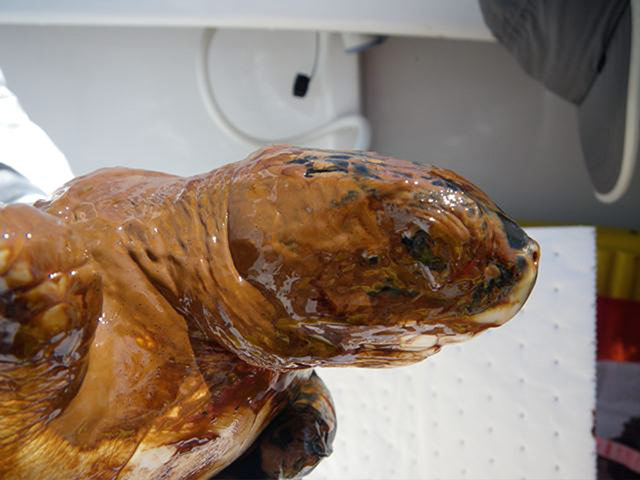 BP Deepwater oilspill: Critically endangered Kemp’s Ridley sea turtle covered of oil
