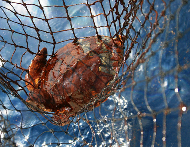 BP Deepwater oilspill: Critically endangered Kemp’s Ridley sea turtle covered of oil