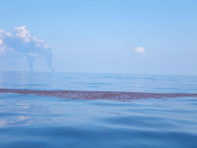 BP Deepwater oilspill: Critically endangered Kemp’s Ridley sea turtle 