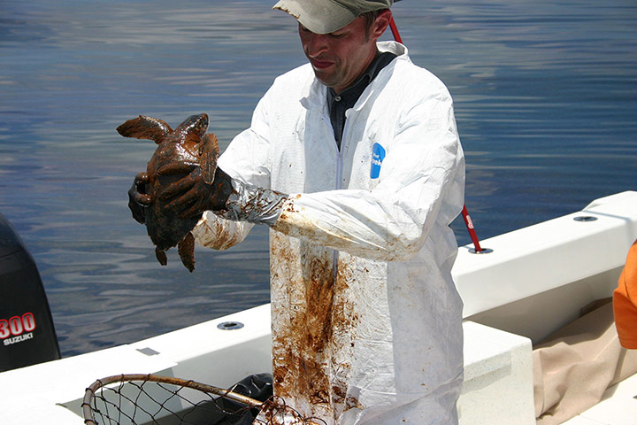 BP Deepwater oilspill: Critically endangered Kemp’s Ridley sea turtle 