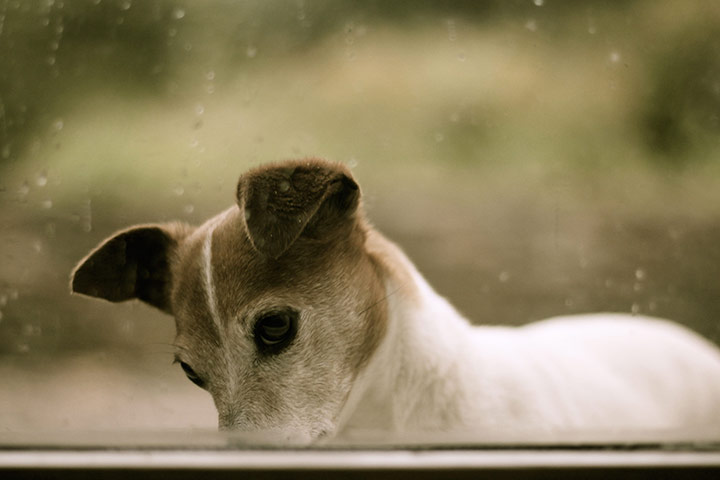 Your Pictures: Your pictures: terrier dog looking through a window