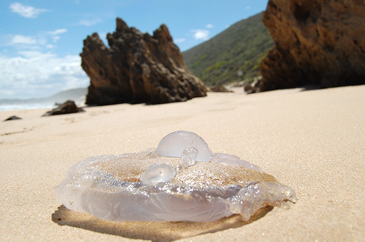 Your Pictures: Your pictures: jellyfish on a beach