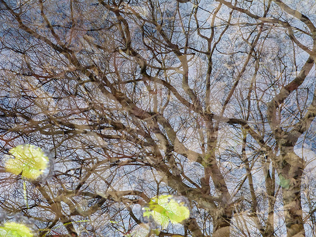Your Pictures: Your pictures: reflection trees in water