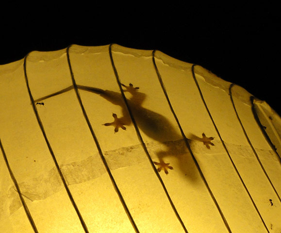 Your Pictures: Your pictures: a gecko seen through a lit lampshade