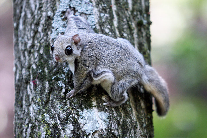 Picture desk live: Rare squirrel found in South Korean valley