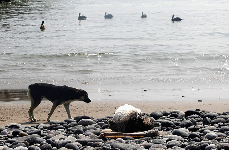 Peru dying pelican: A dog looks at a dead pelican lying along Cerro Azul beach in Canete, Lima