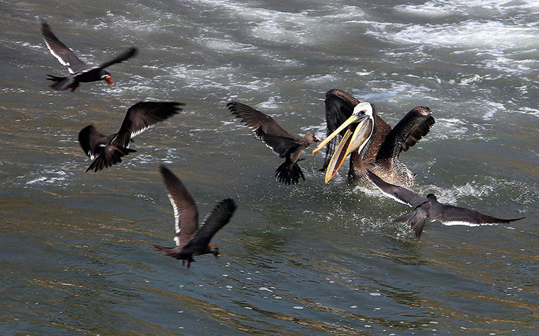 Peru dying pelican: An Inca Tern and a pelican are seen with gulls off Cerro Azul beach, Lima