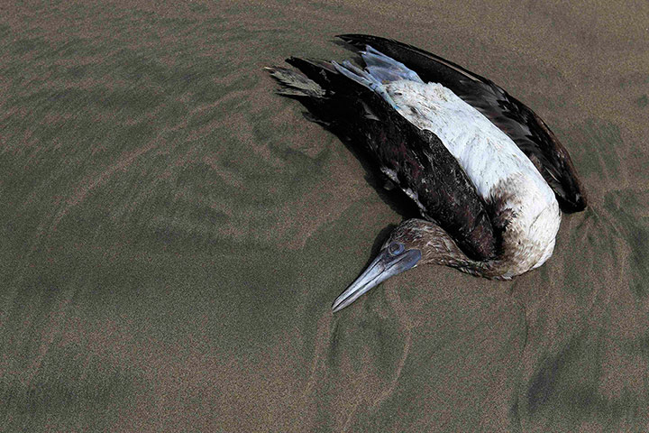 Peru dying pelican: A dead Guanay Cormorant bird lies on Cerro Azul beach in Canete, Lima