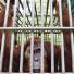 Leuser and Gober: Sumatran orangutang struggling against deforstation in Aceh Indonesia