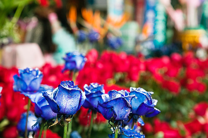 Viewfinder3: Flowers