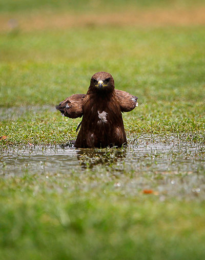 Week in wildlife: A kite bird sits in a puddle in a public lawn in New Delhi