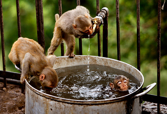 Week in wildlife: A couple of monkeys quenches their thirst 