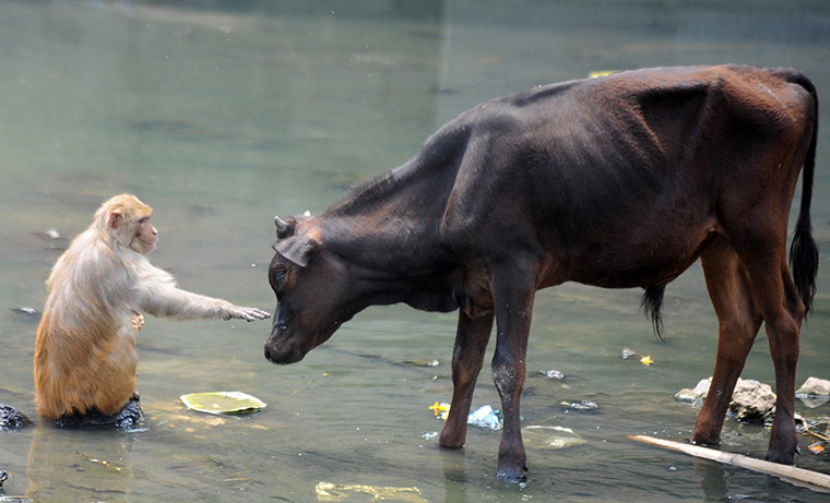 Week in wildlife: A monkey and a bull beat the summer heat