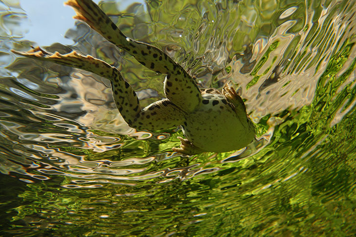 Week in wildlife: 2012 Wild Wonders