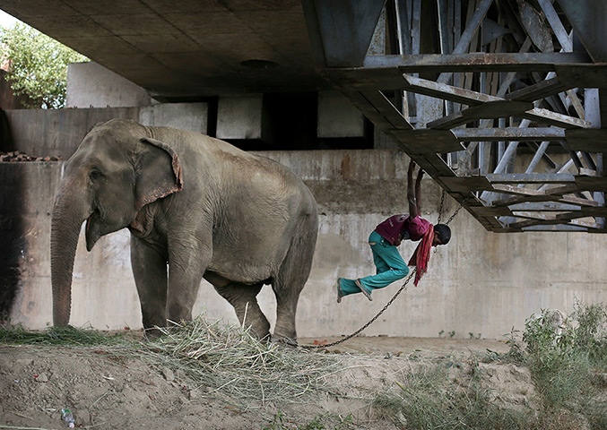 24 hours in pictures: Indian mahout Sambu swings from an iron scaffolding