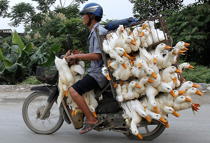 24 hours in pictures: A man transports ducks on a motorcycle to a market