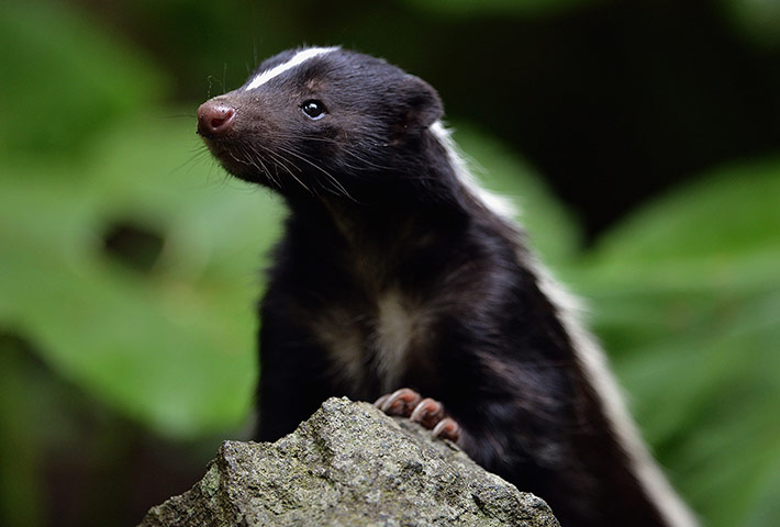 Picture desk live: Flo The Skunk Arrives At Edinburgh Zoo