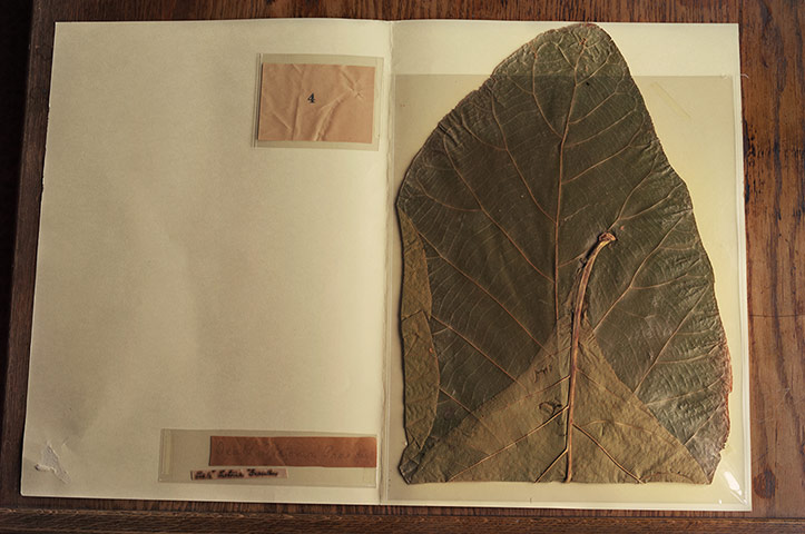 Pilgrimage: John Muir botanical specimen