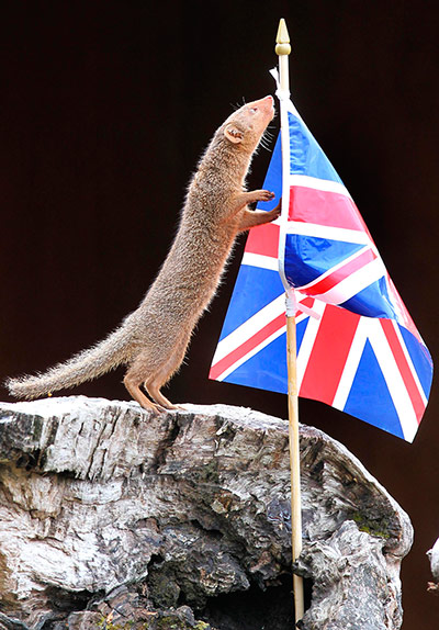 Diamond Jubilee : Diamond Jubilee preparations