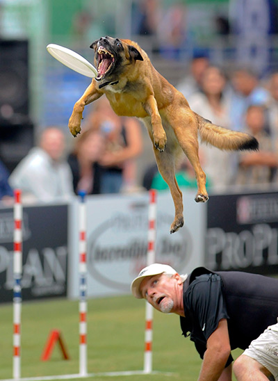 24 hours: Del Mar, California, US: A dog performs at the Incredible Dog Challenge