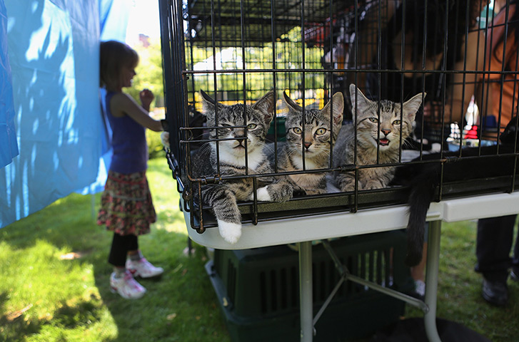 24 hours: Hartsdale, New York, US:  Kittens await adoption at Hartsdale Pet Cemetery