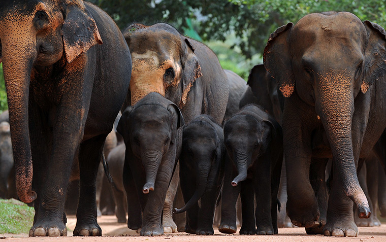 24 hours: Pinnawela, Sri Lanka: Juvenile elephants at Pinnawela elephant orphanage