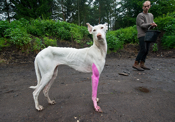 dOCUMENTA (13): Spanish greyhound Human with his front leg painted pink by Pierre Huyghe