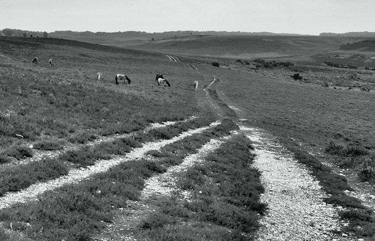 Green Shoots: green spaces you treasure 