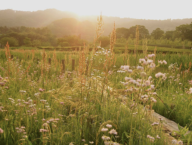 Green Shoots: green spaces you treasure 