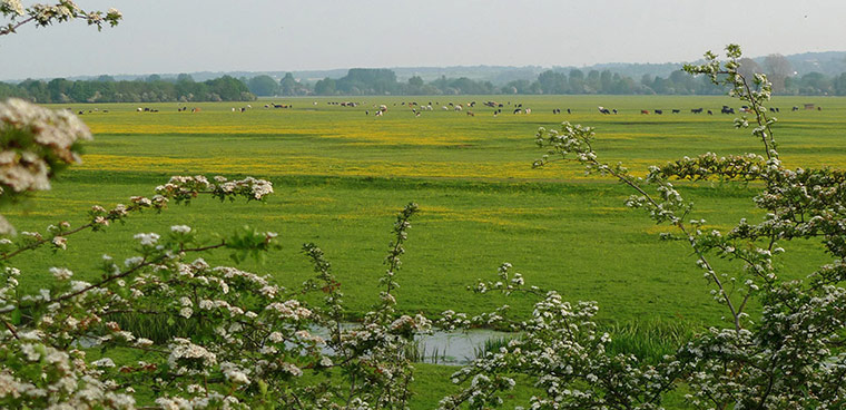 Green Shoots: green spaces you treasure 