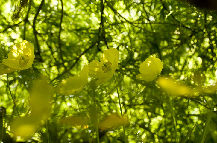 Green Shoots: green spaces you treasure 