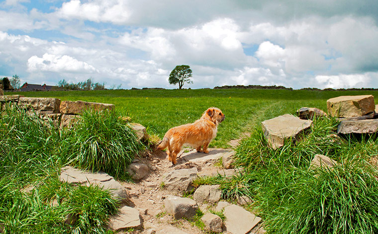 Green Shoots: green spaces you treasure 