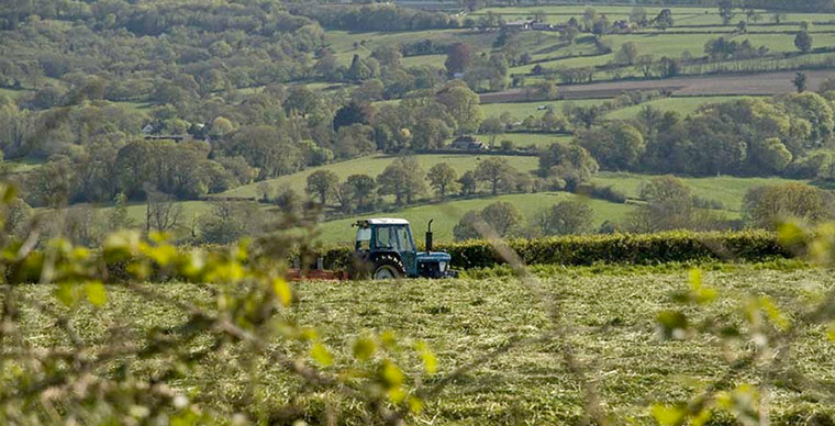 Green Shoots: green spaces you treasure 