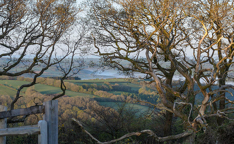 Green Shoots: green spaces you treasure 