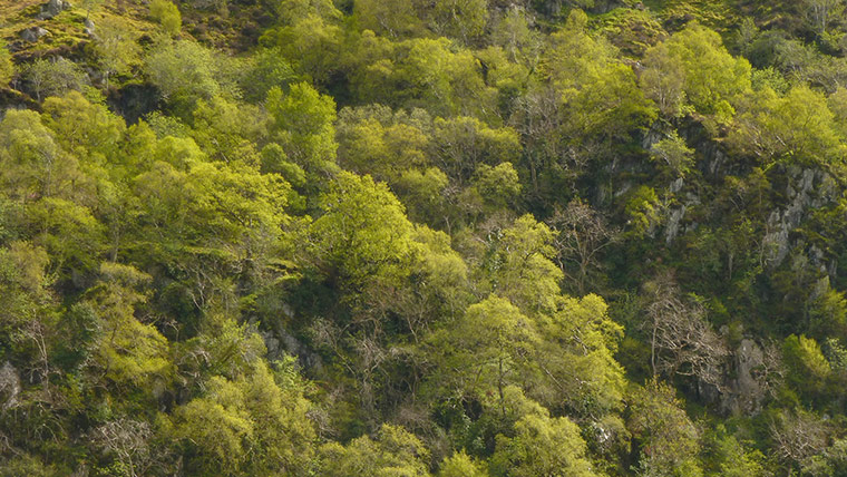 Green Shoots: green spaces you treasure 