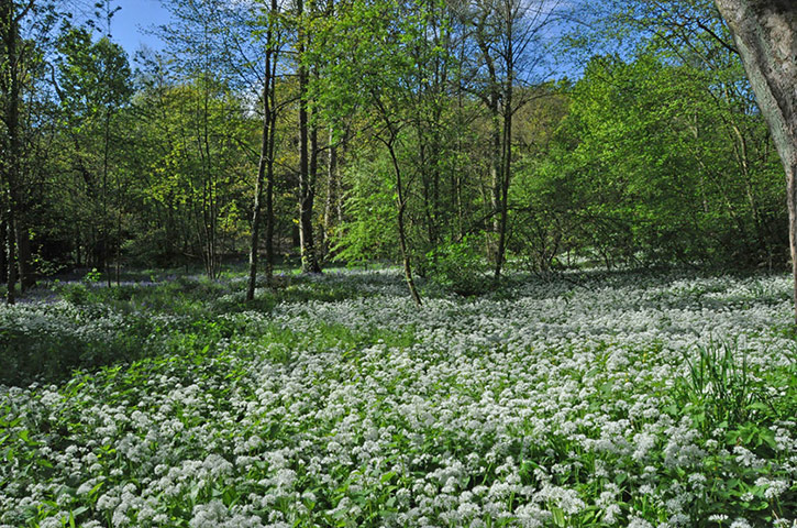 Green Shoots: green spaces you treasure 