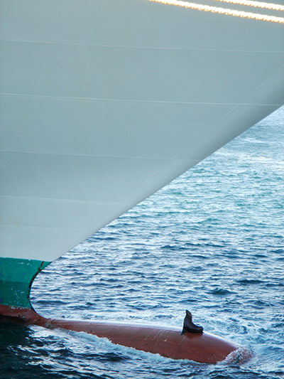 Your Pictures: Your Pictures: A stowaway sea lion on the bulbous bow on a cruise ship