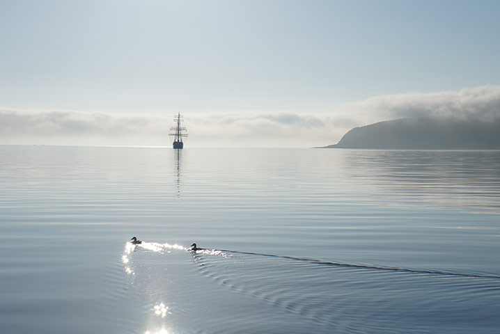 Your Pictures: Your Pictures: A tall ship cruising away from holy island, with ducks